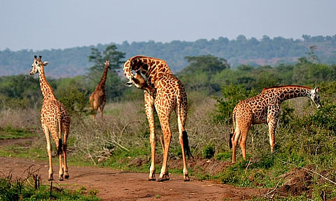 Akagera is home to Central Africa's largest protected wetland
