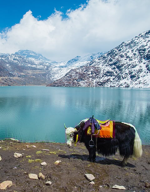 A yak stands by the lake