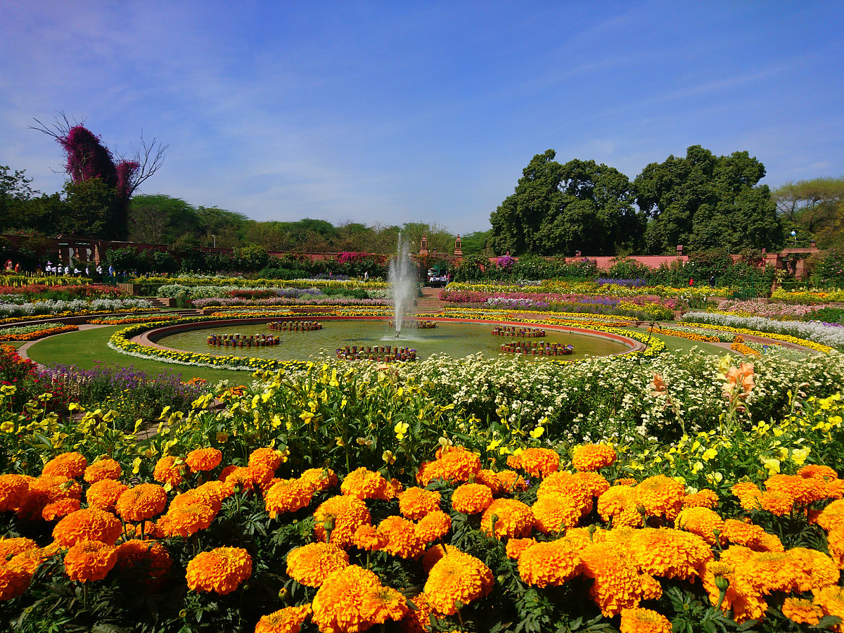 Yellow Marigold and a water fountain at the Amrit Udyan