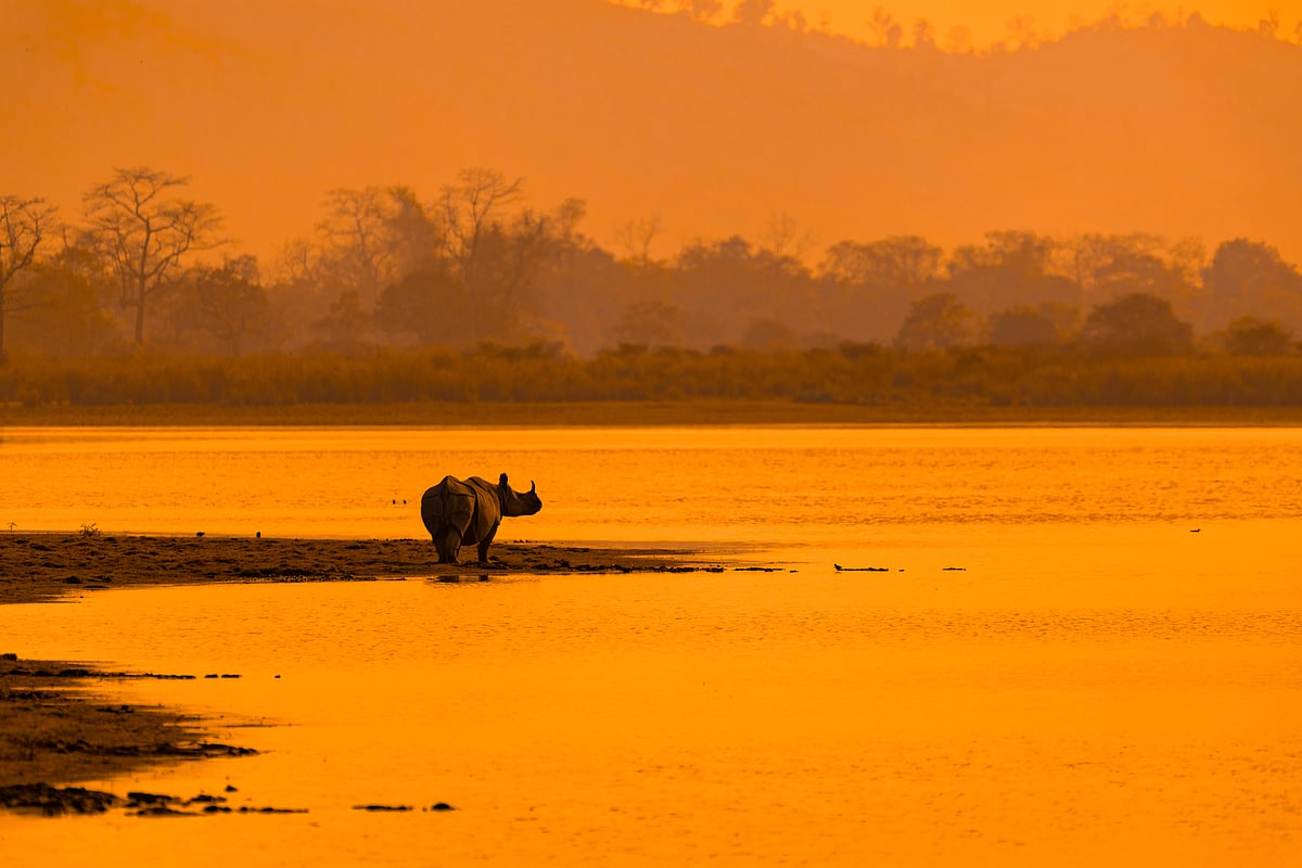 Shutterstock : Indian Rhinoceros standing by the lake side in Kaziranga National Park