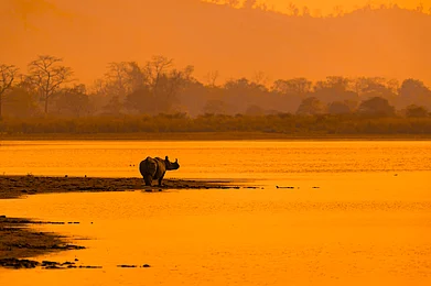 Shutterstock : Indian Rhinoceros standing by the lake side in Kaziranga National Park