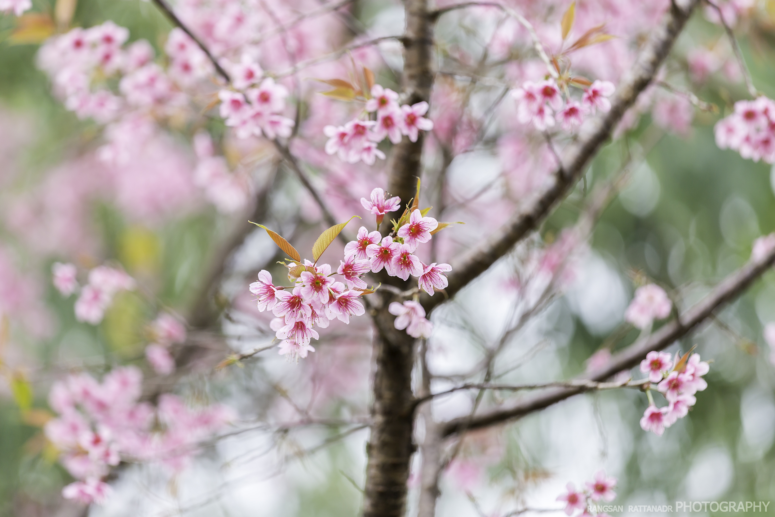 Prunus cerasoides, or the wild Himalayan cherry tree