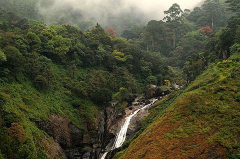 Inside the Eravikulam National Park