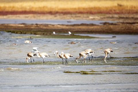 Flamingoes at Korgalzhyn Nature Reserve