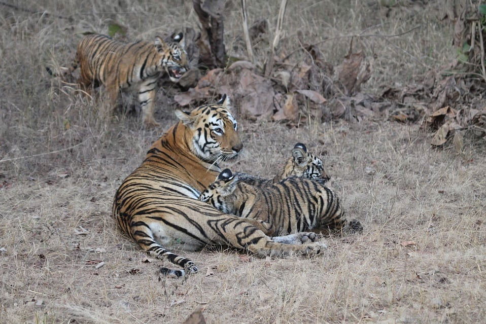 Tigress Maya (T12) with her litter of three cubs