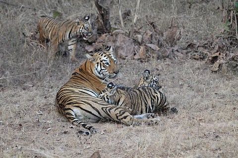Tigress Maya (T12) with her litter of three cubs