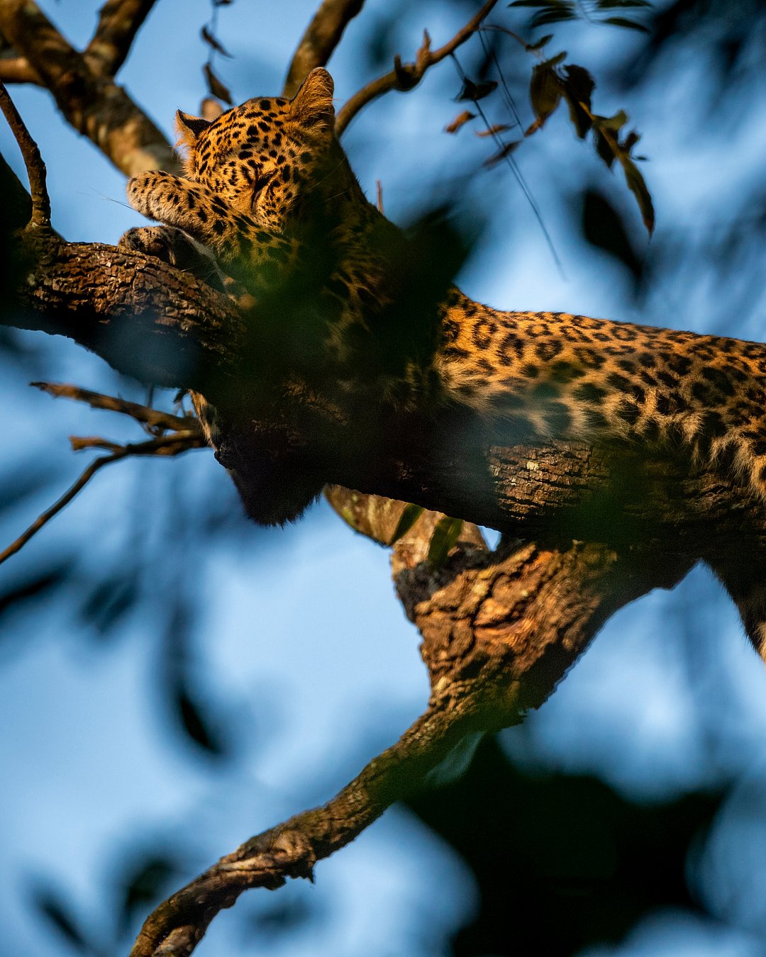 A leopard sleeps on a tree in Jim Corbett