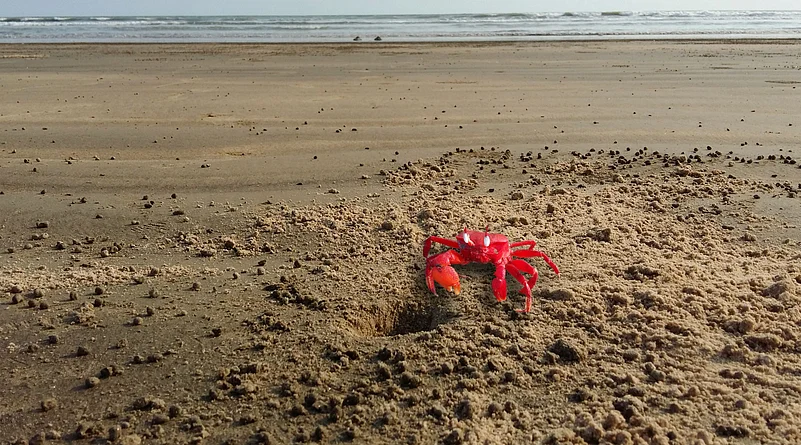 Red Crab on Chandipur sea Beach