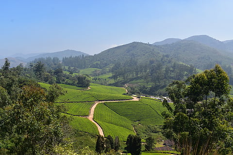 Meghamalai's tea estate