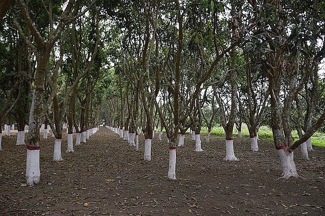 Mango trees at the Kathgola Gardens