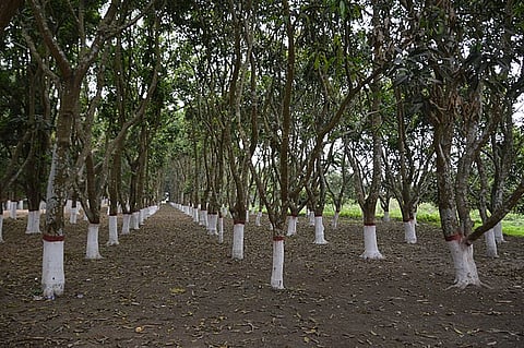 Mango trees at the Kathgola Gardens