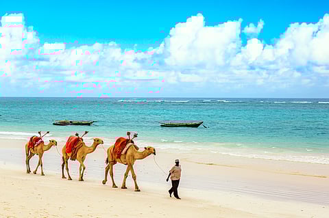 Camels at African sandy Diani beach, Indian ocean in Kenya