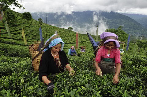 Tea plantations in Darjeeling