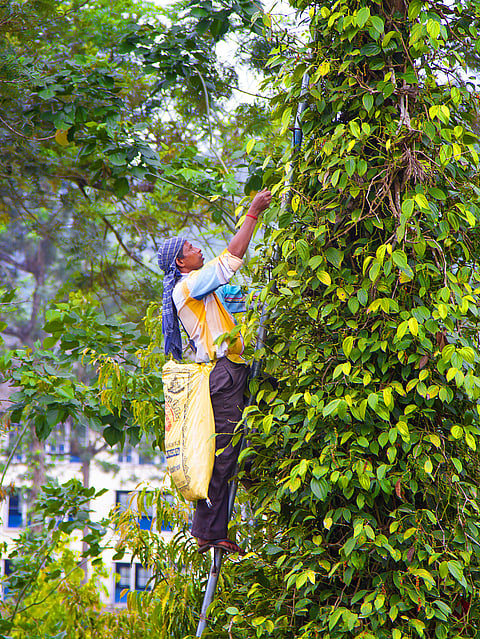 Man plucking ripe black pepper at a spice plantation in Periyar