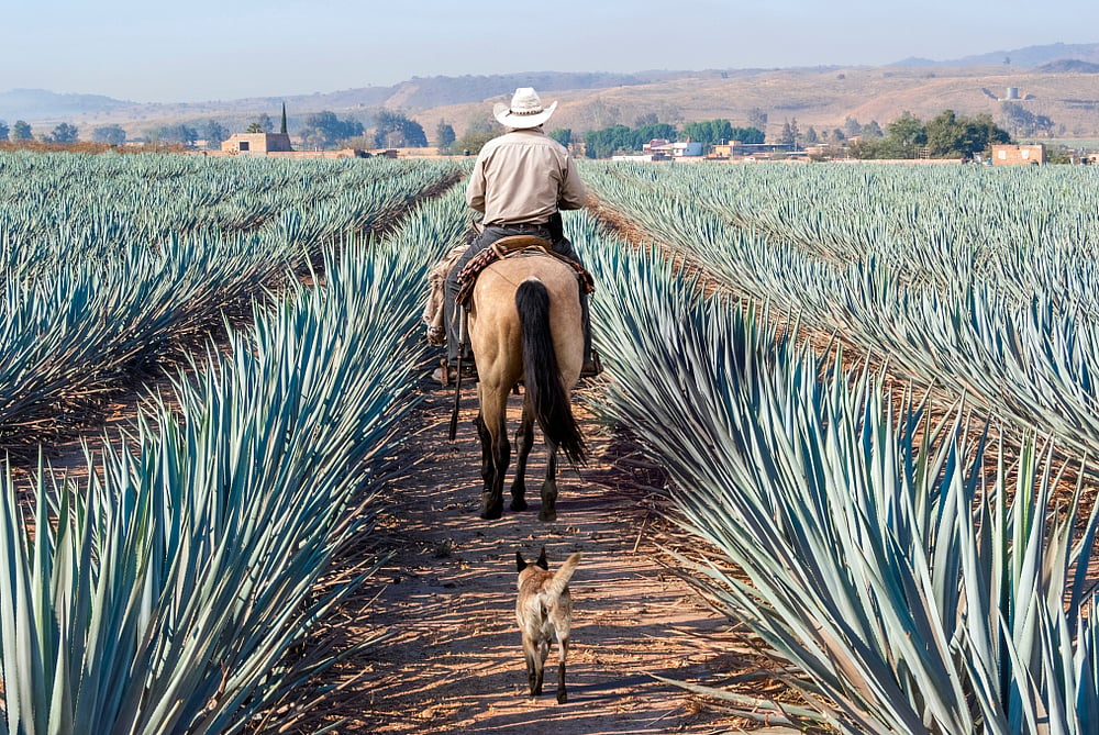 Farmer on his horse walking through agave fields in Jalisco, Mexico