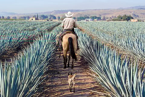 Farmer on his horse walking through agave fields in Jalisco, Mexico