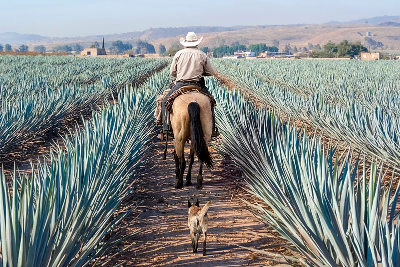 Farmer on his horse walking through agave fields in Jalisco, Mexico