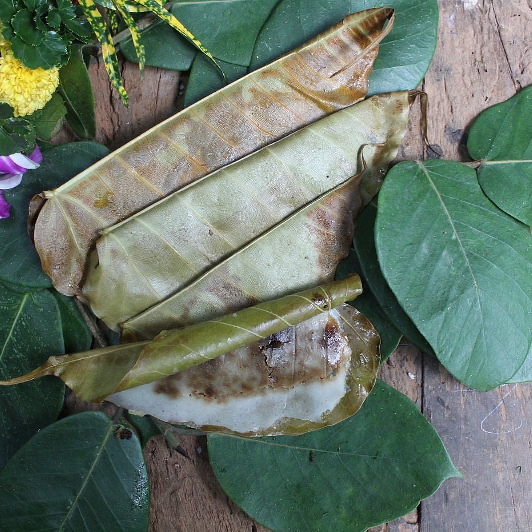 Patolyo/Patoleo
