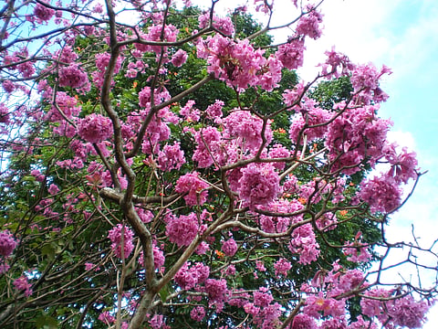 The pink poui