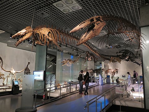 Fossils in National Museum of Nature and Science in Ueno Park