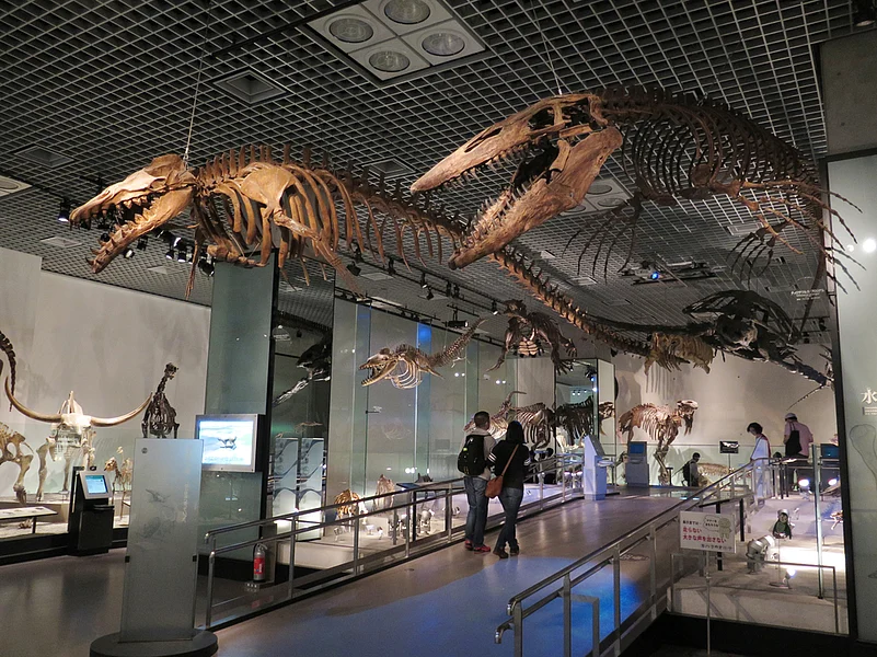 Fossils in National Museum of Nature and Science in Ueno Park