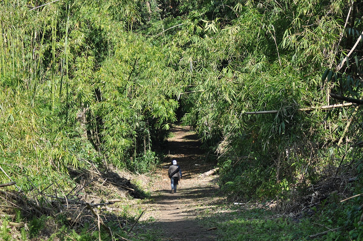 Jayjeet Sarma/Shutterstock : A trail snakes through the Namdapha National Park