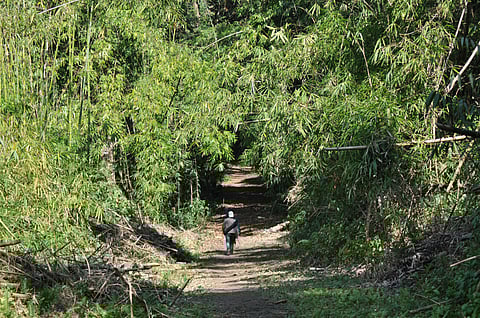 A trail snakes through the Namdapha National Park