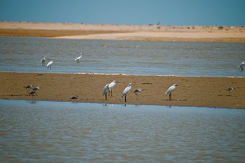 White cranes, sanderling and other sea shore birds at Chandipur beach