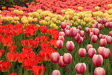 Shutterstock : A spectacle of tulips during spring