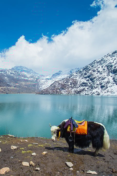A yak at stands Tsongmo Lake 