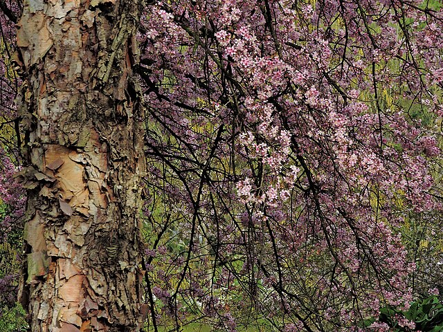 Cherry blossoms in Shillong