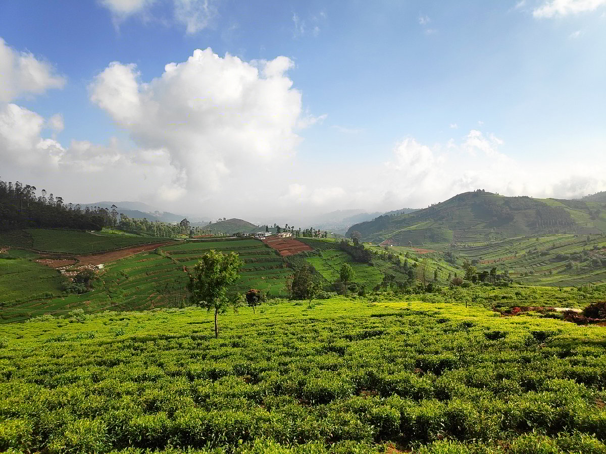 Doddabetta Peak is the highest peak in Tamil Nadu