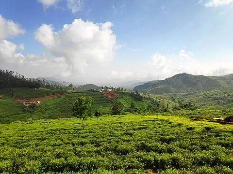 Doddabetta Peak is the highest peak in Tamil Nadu