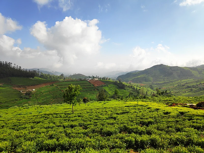 Doddabetta Peak is the highest peak in Tamil Nadu