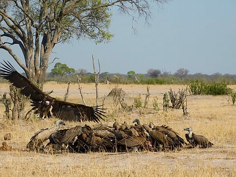 Vultures gather at a kill site at Hwange