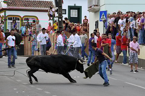The tourada à corda in Terceira