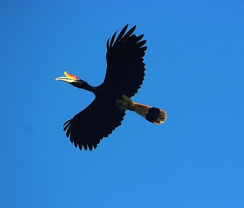 A rhinoceros hornbill
