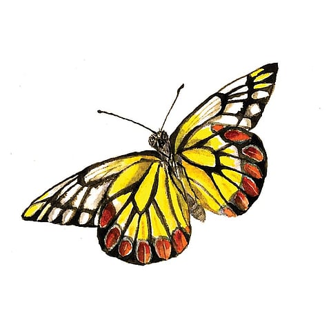 A Delias eucharis butterfly