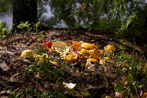 Composting organic matter