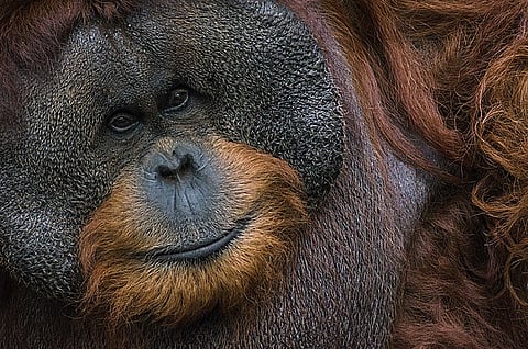 Orangutan