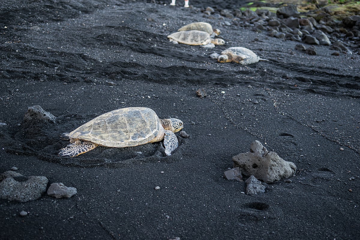 Hawksbill sea turtles on Punaluu Beach