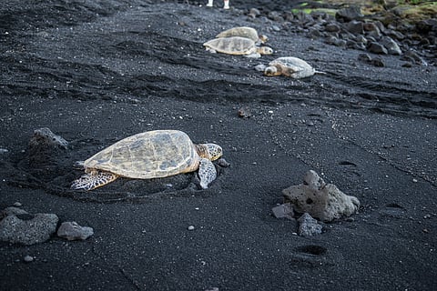 Hawksbill sea turtles on Punalu'u Beach