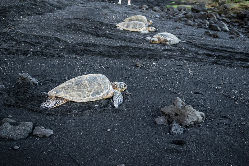 Hawksbill sea turtles on Punaluu Beach