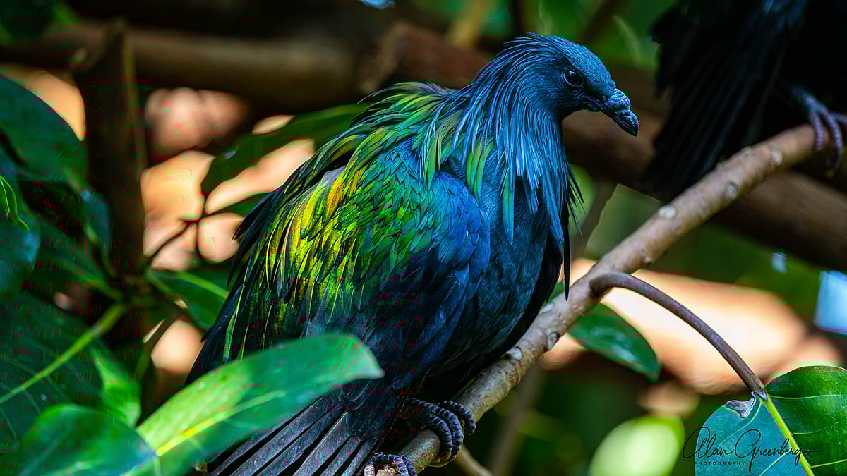 The Nicobar pigeon or Nicobar dove is found in the coastal region of the Andaman and Nicobar Islands and is a near-threatened species