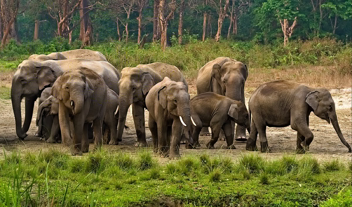 An elephant herd at Jaldapara National Park, West Bengal