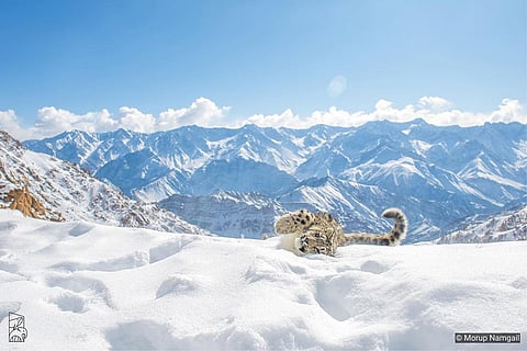 A shot of snow leopard by Namgail that fetched him an award