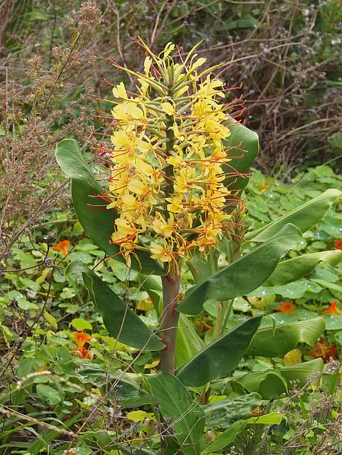 The yellow ginger lily