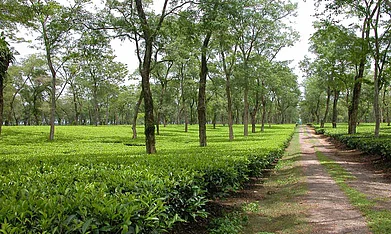 Purvi Discovery : The Mancotta Tea Estate