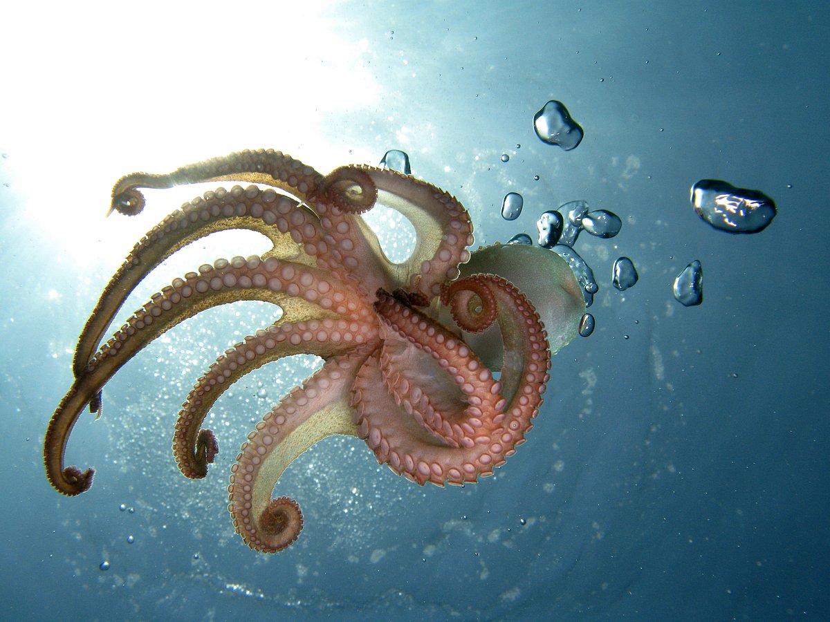 This adventure gives you a front-row seat to the coral reefs on the abyssal, mysterious shipwrecks, and the marine life