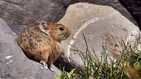 A large-eared pika in Himachal Pradesh